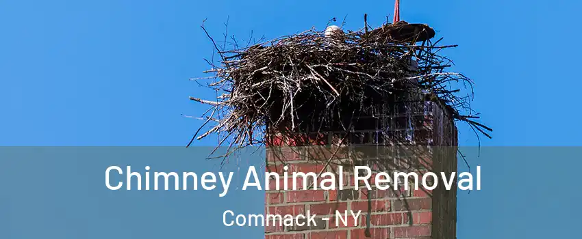 Chimney Animal Removal Commack - NY