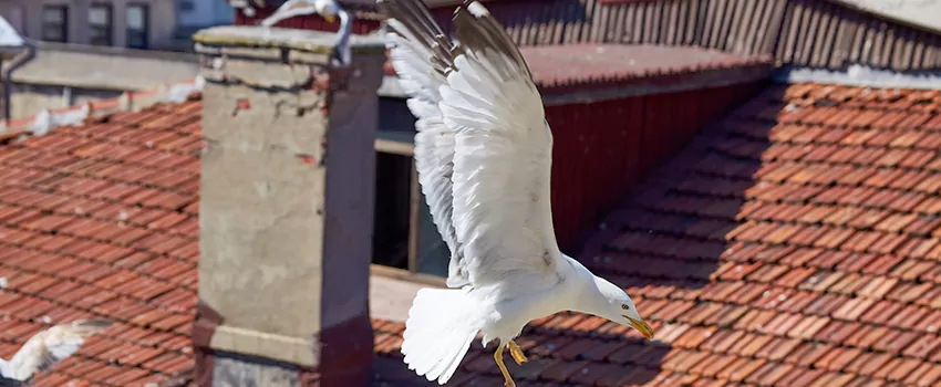 Residential Chimney Animal Removal Solution in Commack, NY