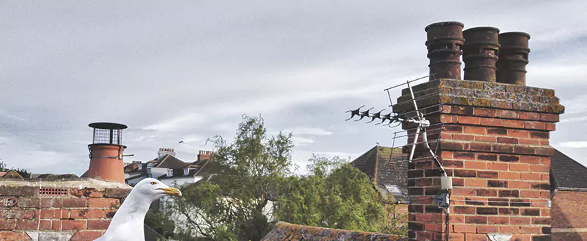 Chimney Cleaning And Restoration in Commack, New York